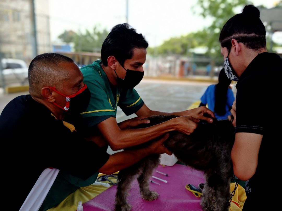 caninos y felinos