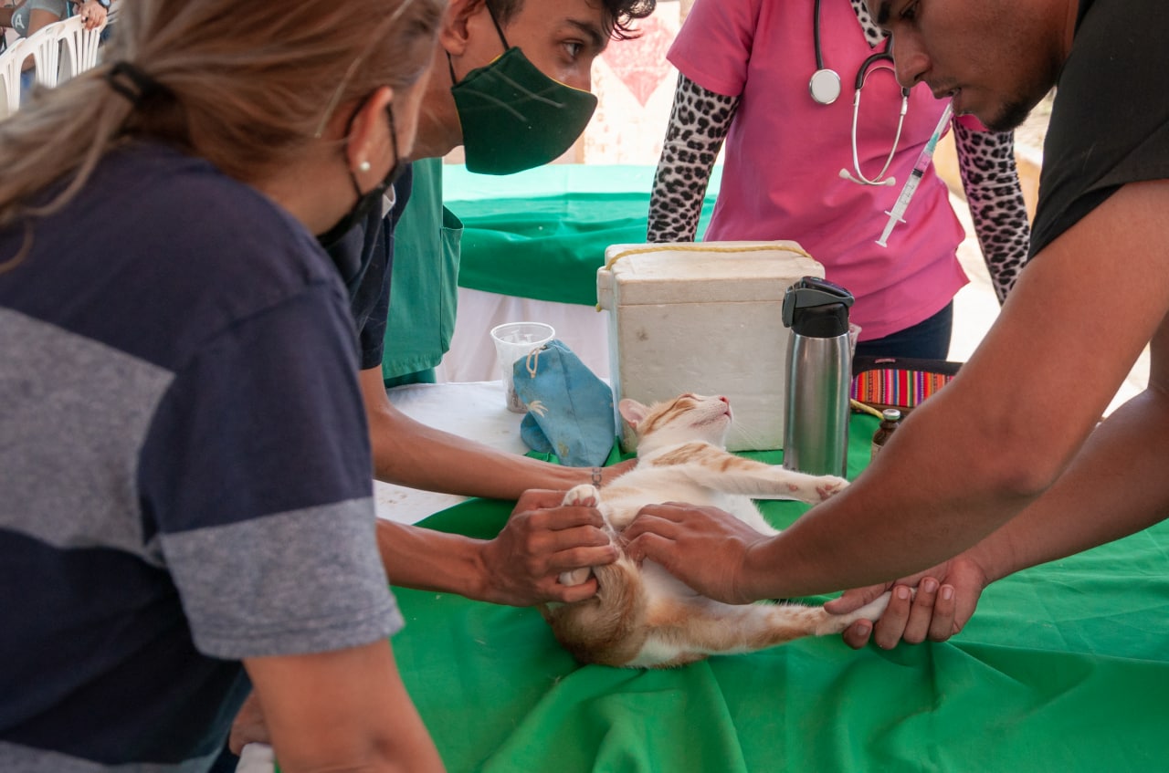 Medicos veterinarios