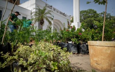 Más de 150 árboles, entre frutales y ornamentales, sembradas en la Plaza de la República con el Plan Maracaibo Verde