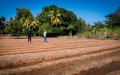 Productores de San Isidro inician Ensayo de Producción de Maní, un proyecto de la Alcaldía de Maracaibo