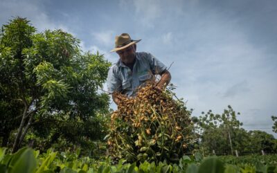 Maracaibo cuenta con maní «suave, de fuerte sabor y de textura menos grasosa al resto»