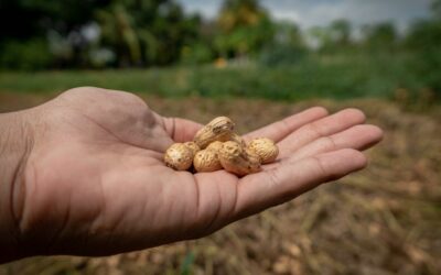 ¡Listo el maní hecho en Maracaibo!: Productores de San Isidro hacen el primer gran “saque” para comercializar a gran escala