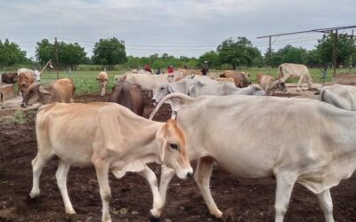 Alianza de Alcaldía de Maracaibo con Fegalago e INSAI permite vacunación gratuita contra la fiebre aftosa en el oeste