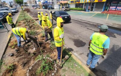 IMA viste de verde intersección de la 72 con Delicias: «Es una idea maravillosa, necesitamos sombra y viento»