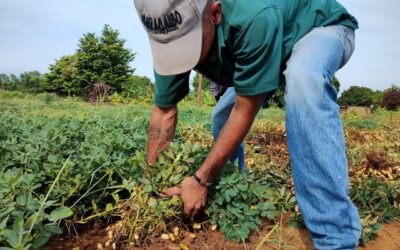 Maracaibo celebra segundo saque de maní de 2024 con mil 800 kilos