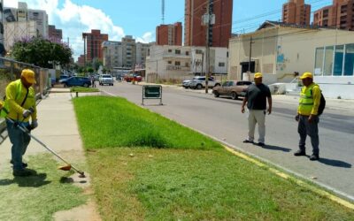 Plan de Desmalezamiento de la Alcaldía llega acompañado de reforestación: “Queremos una Maracaibo verde”