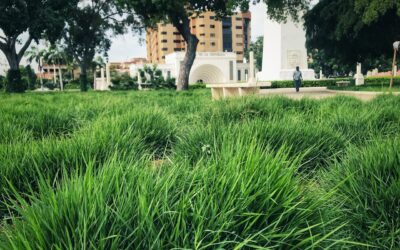 A casi 12 semanas de sembrada: La grama zoysia esmeralda se adaptó favorablemente al suelo de la plaza de la República