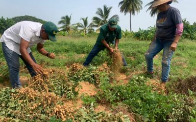 Maracaibo cierra julio con el quinto saque de 1.800 kilos de maní en Antonio Borjas Romero