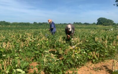 Productores de San Isidro extraen la quinta cosecha de frijol en ensayo