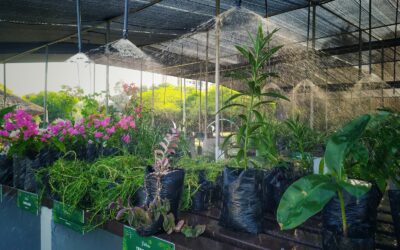 Unas 150 especies entre autóctonas e introducidas se cultivan en el recuperado vivero municipal de Maracaibo para la sostenibilidad ambiental