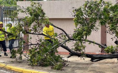 Alcaldía atiende emergencias con árboles caídos en Maracaibo tras lluvias del 17-S