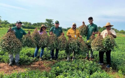 ¡Octavo saque de maní en San Isidro!: Productores aumentan cosecha a 2.200 kilos en una hectárea de la mano de Alcaldía